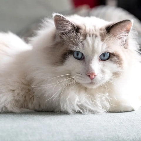 Exemple de race de chat Ragdoll