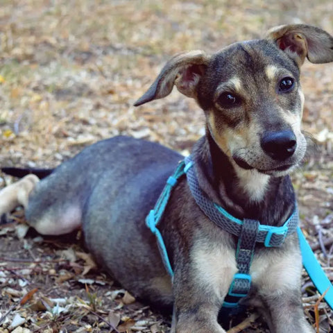 Rescue Dog Looking Happy