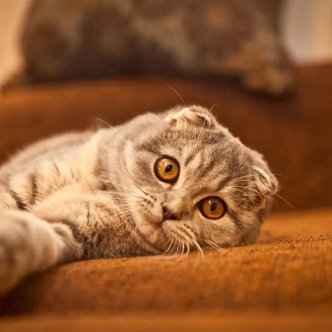 Exemple d'image de la race de chat Scottish Fold