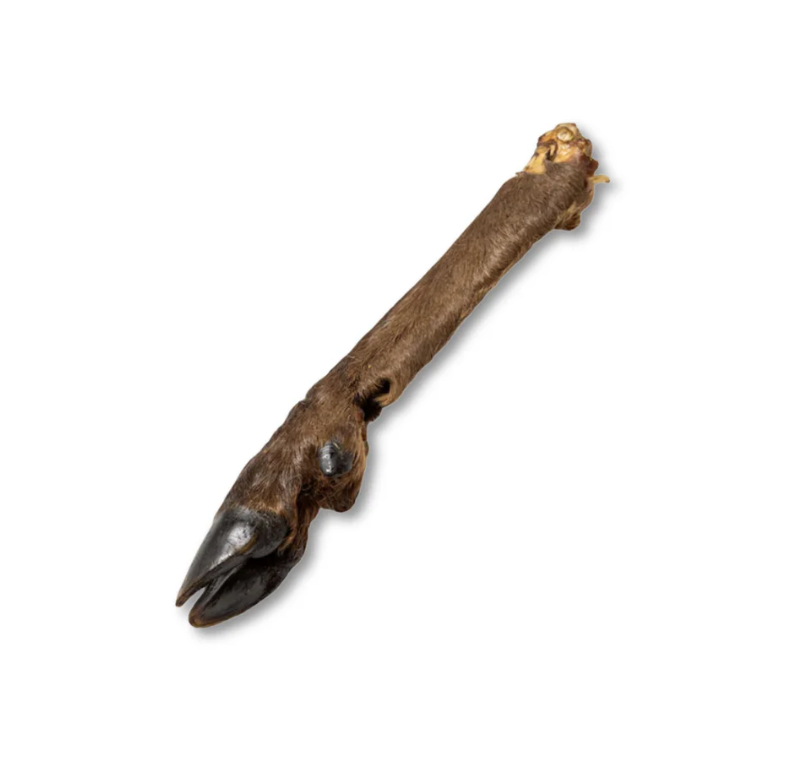 Venison Deer Leg