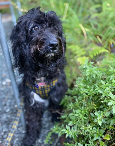 Dog With Shiny Healthy Coat