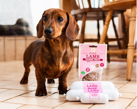 Chien de petite race avec des friandises naturelles