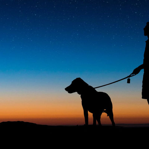 Silhouette de chien dans la nuit