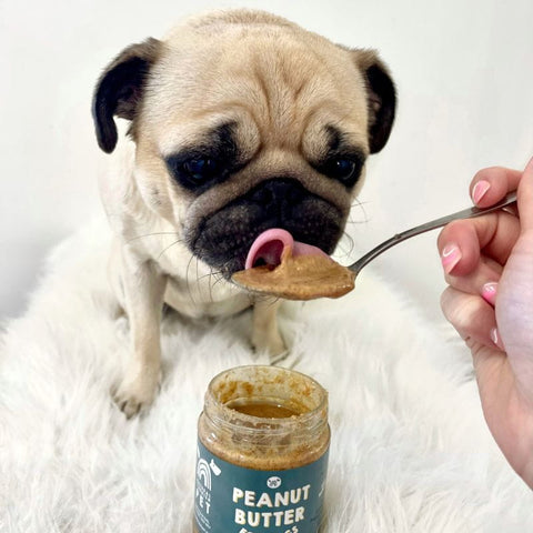 Small Dog Enjoying Peanut Butter