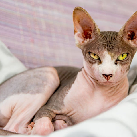 Exemple de race de chat Sphynx