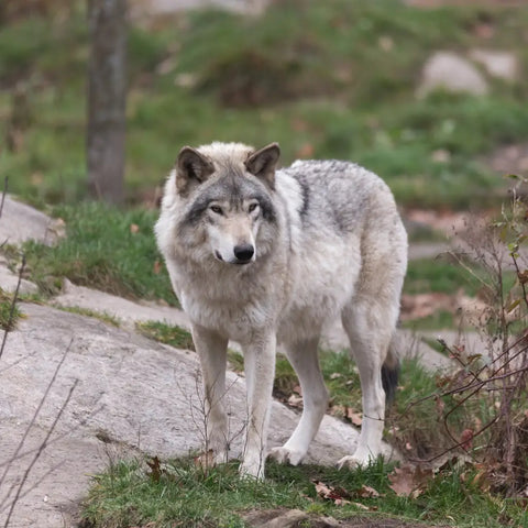 A timber wolf on some rocks