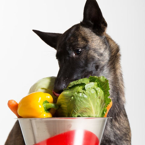 Dog eating vegetables from bowl