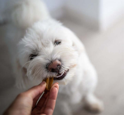 YORA Dog Dental Sticks Small 56g - Insect dog treat chew