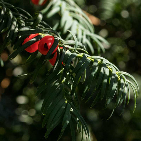 Décoration de Noël en if