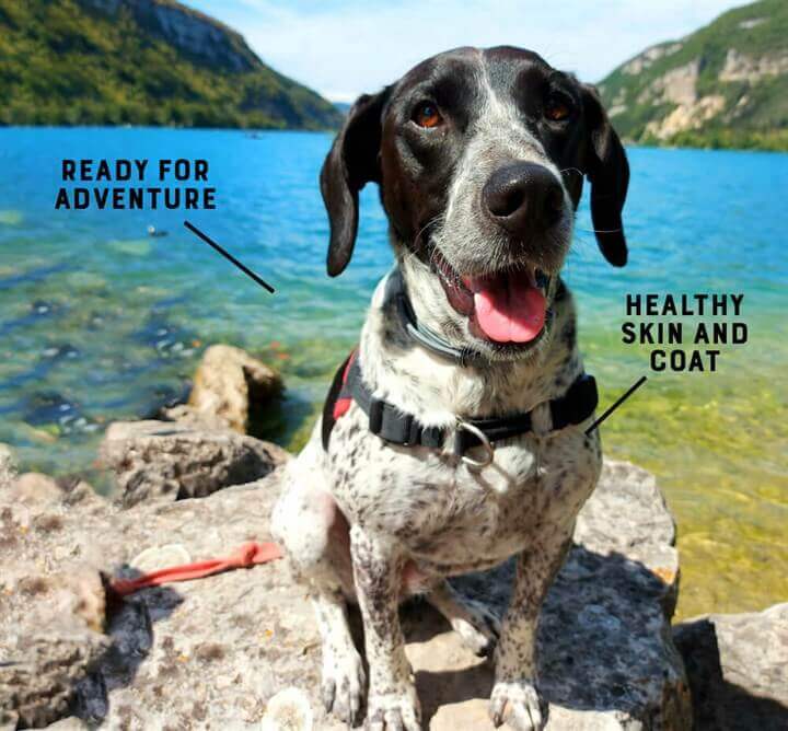 A happy dog sits on some rocks near a lake, he is surrounded by graphics which describe how Yora Insect Foods has helped him