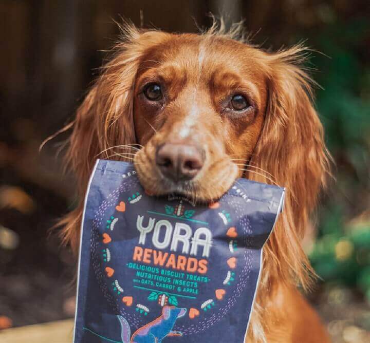 A dog stares intently into the camera with a bag of YORA Rewards in its mouth