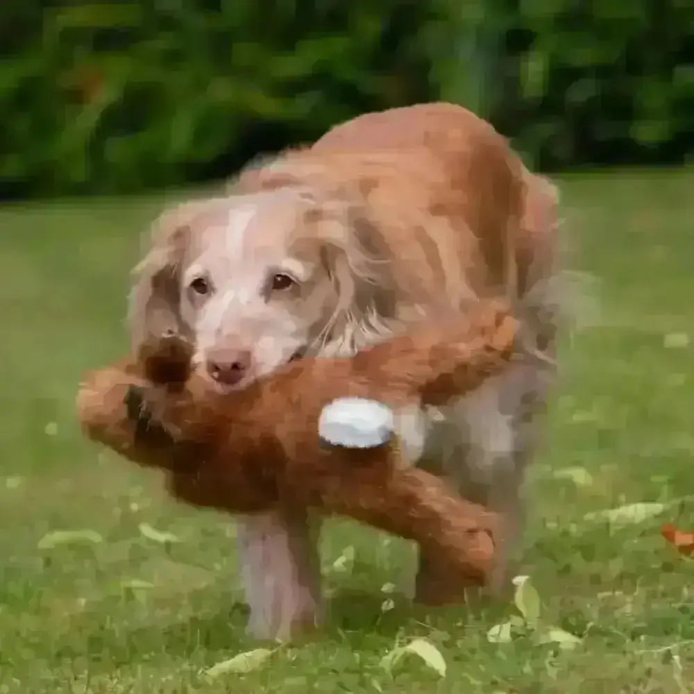 Dog running with a plush toy in a grassy field