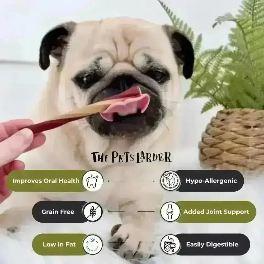 Fawn pug licks pink bone-shaped Apple fruit dental stick treat