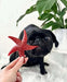 Apple & Mint Starfish - 2kg Bag