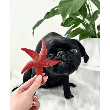 files/apple-mint-starfish-natural-dog-chew-5036987.webp