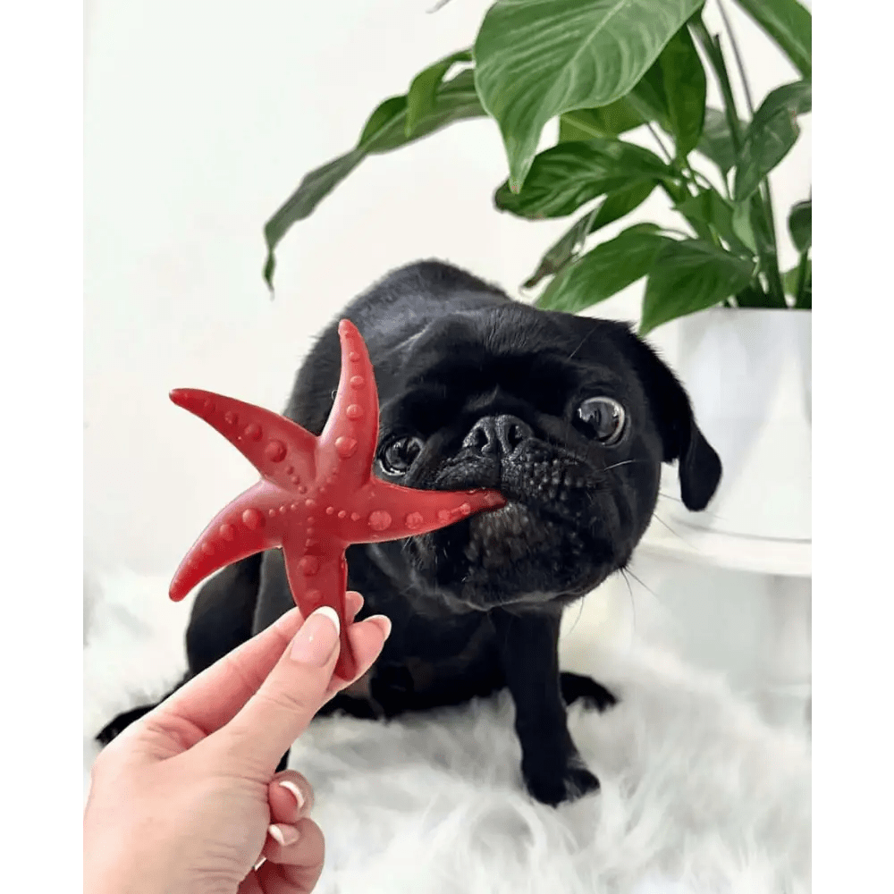 Red starfish toy with suction cup for pets larder, promotes fresh breath and durability