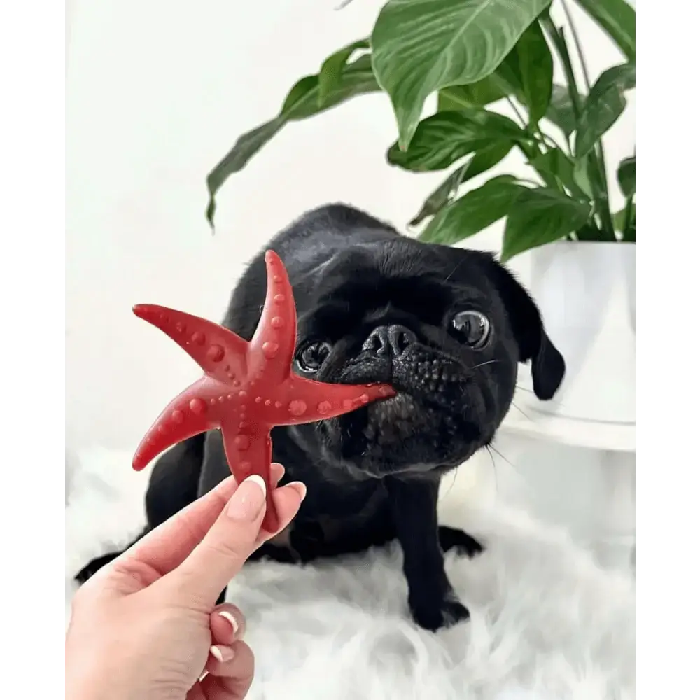 Red starfish toy with suction cup for pets larder, promotes fresh breath and durability