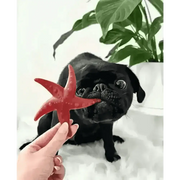 Red starfish toy with suction cup for pets larder, promotes fresh breath and durability