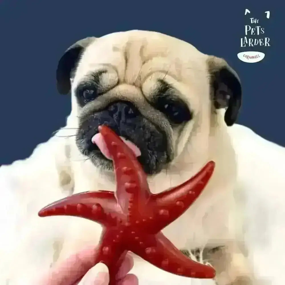 Red starfish-shaped dog toy with textured durable rubber promotes fresh breath from Pets Larder