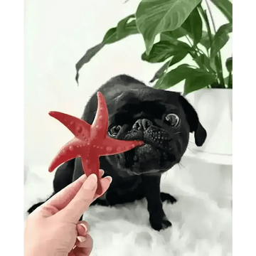 files/apple-mint-starfish-natural-dog-chew-pet-shop-805.webp