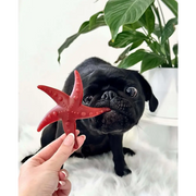 Red starfish toy with suction cup for pets larder, promotes fresh breath and durability