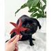 Apple & Mint Star Fish - Natural Dog Chew