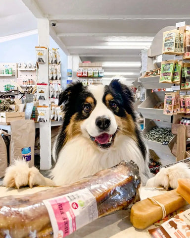 Dog inspecting Some Grain Free Treats and Chews