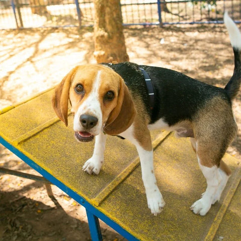 Dog Using Agility Equipment