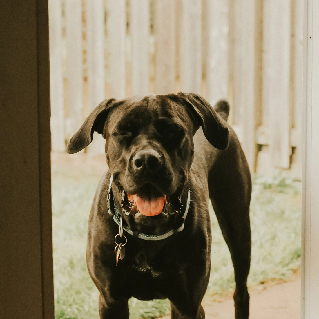 A black cane corso dog with a shiny coat and floppy ears, wearing a silver-toned collar adorned with small metallic charms.