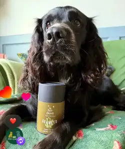 Black dog shampoo bottle with gold label and green cap.