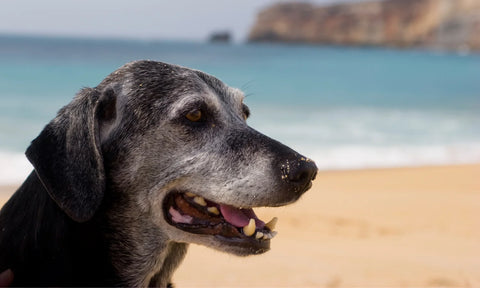 Signs of sickness in your dog