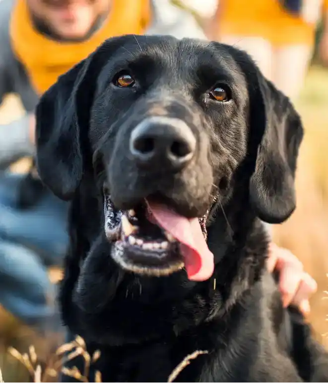 Black labrador retriever dog with floppy ears and a happy expression.