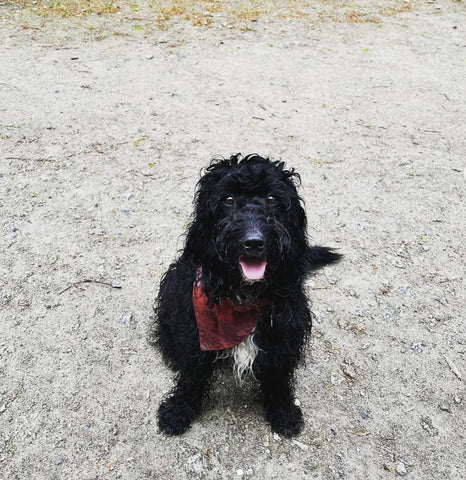 Our Back to School September Subscription Box for Dogs