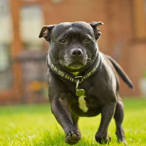 Staffordshire Bull Terrier