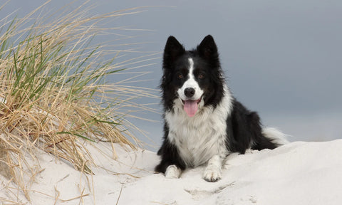 Dog Friendly Holidays UK