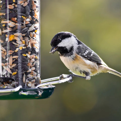 Coal tit on bird feeder