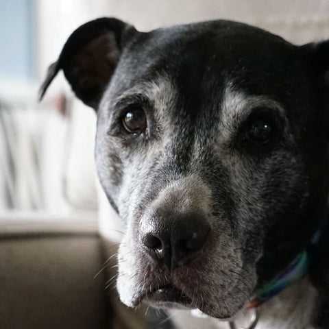 Older Dog with a Grey Muzzle