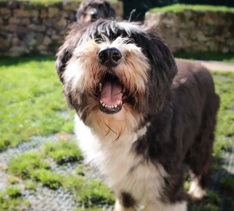 Understanding the Neurological Impact of Pet Bereavement