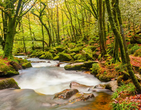 Golitha Falls - Dog Friendly Days Out Cornwall