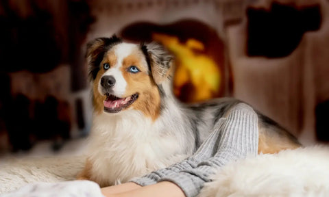 Dog Friendly Holidays in the UK: Part 2