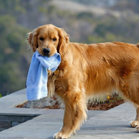 Towel Burrito Dog Food Game