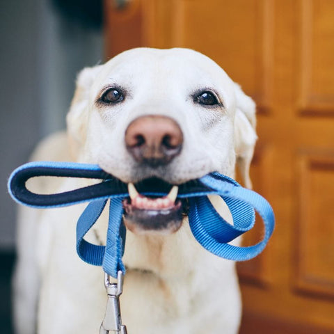 Dog With Lead in mouth Ready for a Walk
