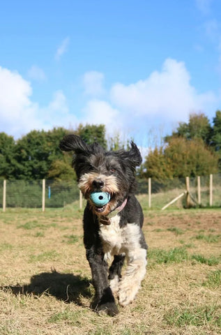 Understanding the Neurological Impact of Pet Bereavement