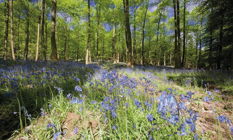 Forest of Dean Dog Walks in the South West