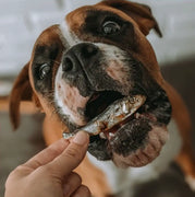 Boxer dog eating fish.