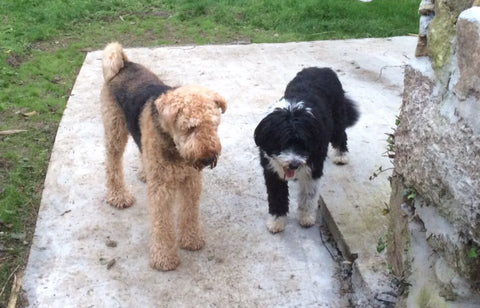 Understanding the Neurological Impact of Pet Bereavement