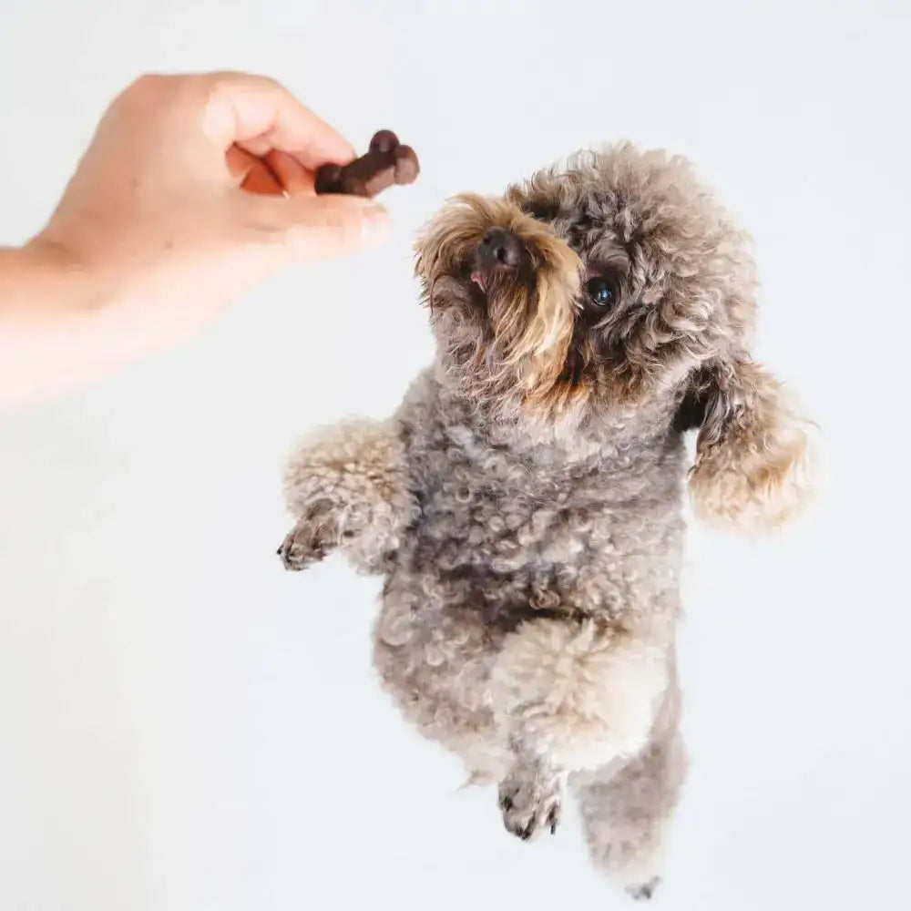 Brown bone-shaped dog treat with a glossy finish and textured surface, likely made of natural rubber or plastic.