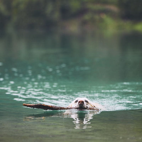 Dog - Cold Water Smming