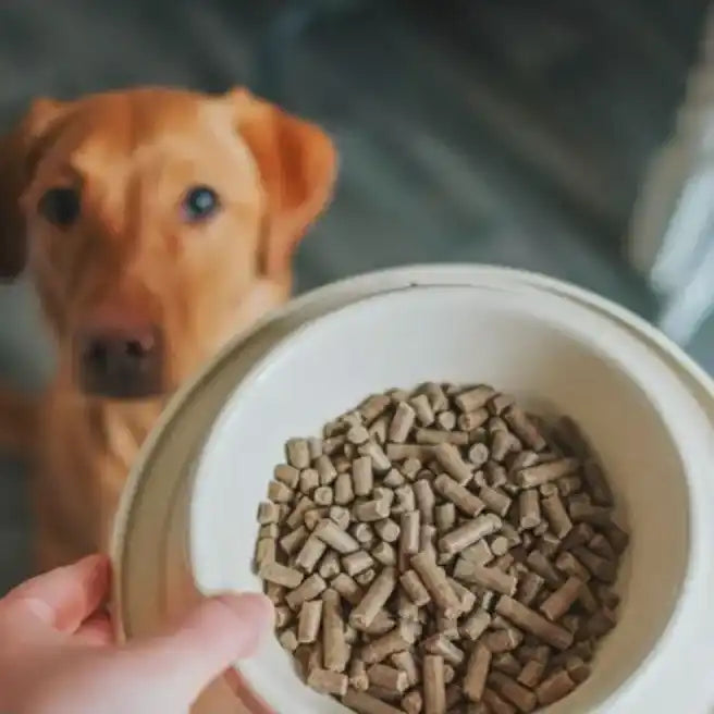 Brown dog food pellets in a white bowl with a hand holding the edge of it.