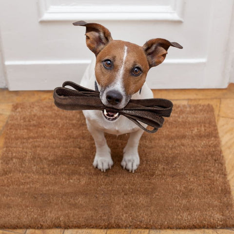 Dog With Lead in Mouth Ready to Walk